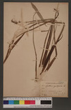 Sagittaria sagittifolia L. Oh
