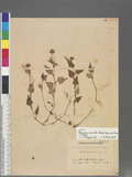 Persicaria runcinata (Buch.-Ham. ex D. Don) H. Gross