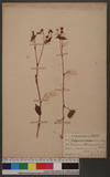 Persicaria thunbergii (Sieb. et Zucc.) Nakai