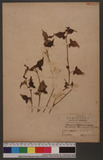 Persicaria thunbergii (Sieb. et Zucc.) Nakai
