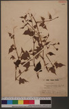 Persicaria thunbergii (Sieb. & Zucc.) Nakai var. typica Ohki
