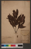 Lithocarpus