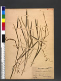 Alopecurus aequalis Sobol. var. amurensis (Komar.) Ohwi ݳQ