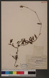 Polygonum pedunciilar