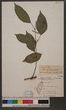 Pielea funkikensis Hayata