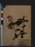 Desmodium sinuatum Blume