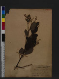 Desmodium sinuatum Blume