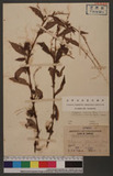 Polygonum flaccida (Roxb.) Mersn
