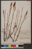 POlygonella articulata (L.) Meisner