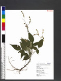 Desmodium laxum DC. subsp. leptopus (S. Gray) Ohashi ӱs½