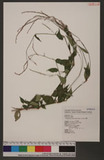 Polygonum posumbu Buch.-Ham. ex Don d