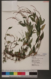 Polygonum posumbu Buch.-Ham. ex Don d