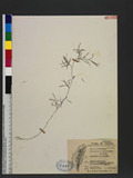 Potamogeton pusillus L. hĦ