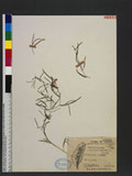 Potamogeton pusillus L. hĦ