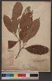 Quercus glauca thunberg