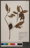 Ficus pumila L. var. awkeotsang (Makino) Corner Rɤl