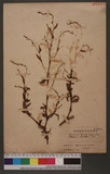 Persicaria flaccida, (Roxb.) Nakai