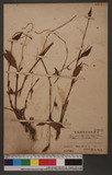 Persicaria flaccida, (Roxb.) Nakai