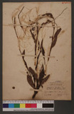 Pessicria placcida, (Roxb.) Nakai