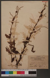 Polygonum flaccida (Roxb.) sakai