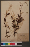 Polygonum flaccida (Roxb.) sakai