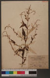 Polygonum flaccida (Roxb.) sakai