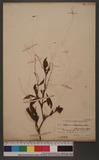 Persicaia flaccida, (Roxb.) Nakai