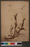 Persicaia flaccida, (Roxb.) Nakai