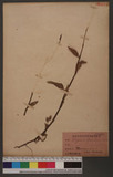 Polygonum flaccideum