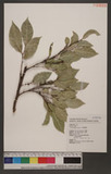 Ficus ampelas Burm. f. ߻_
