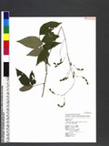 Desmodium laxum DC. subsp. leptopus (S. Gray) Ohashi ӱs½