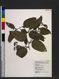Smilax lanceifolia Roxb. OWgd