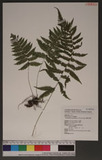 Parathelypteris glanduligera (Kunze) Ching KP