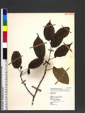 Pyrus