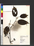 Pyrus
