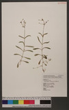 Arenaria serpyllifolia L. Lߵ