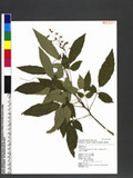 Desmodium microphyllum (Thunb.) DC. ps½