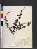 Desmodium heterophyllum (Willd.) DC. ܸs½