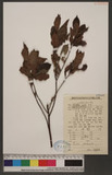 Ficus pandurata Hort. ex Sand. ^_