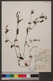 Polygonum
