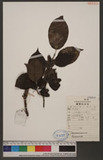Eucommia