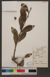 Cudrania cochinchinensis