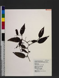 Smilax arisanensis Hayata sn