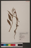 Polygonum persicaria L. Kd