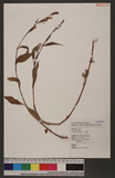 Polygonum persicaria L. Kd