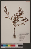 Polygonum micranthum Meisn. Ld