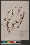 Polygonum nepalense Meisn. L