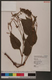 Polygonum orientale L. d