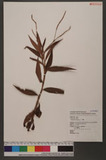 Polygonum barbatum L. d