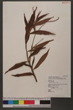 Polygonum barbatum L. d